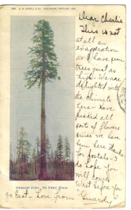  Oregon Pine, 324 Feet High - 1906 Postcard.
