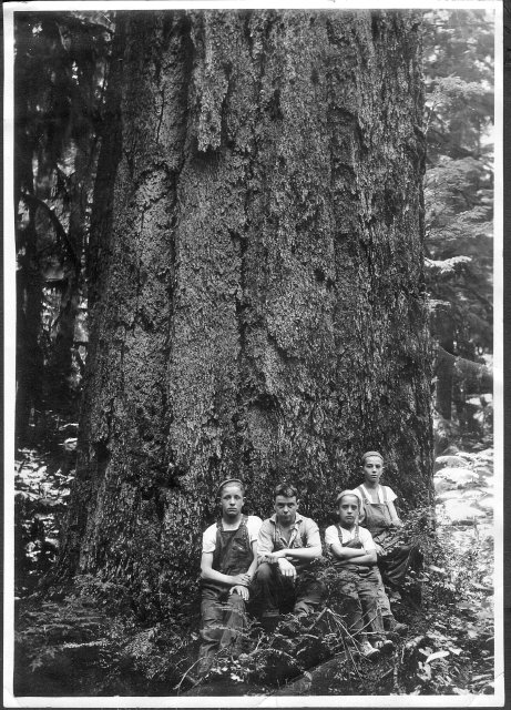 A 1000 year old fir tree with four boys, near Granite Falls. Left to right: Unidentified boy, Ray Jewell, Tommy Freise, Billy Griffin. From the Granite Falls Museum: http://granitefalls.pastperfect-online.com/34971cgi/mweb.exe?request=record;id=6A860384-EC95-41D4-B5AE-527486606352;type=102