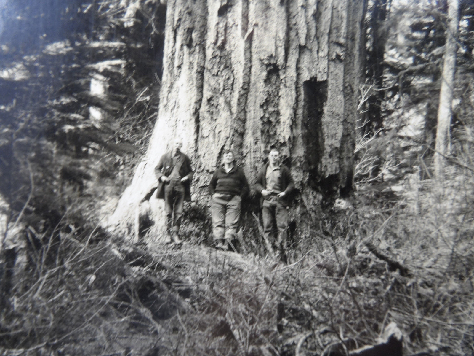 8x10 Original 1927 LARGEST DOUGLAS FIR Giant TREE Photo 15ft Width Mineral, WA