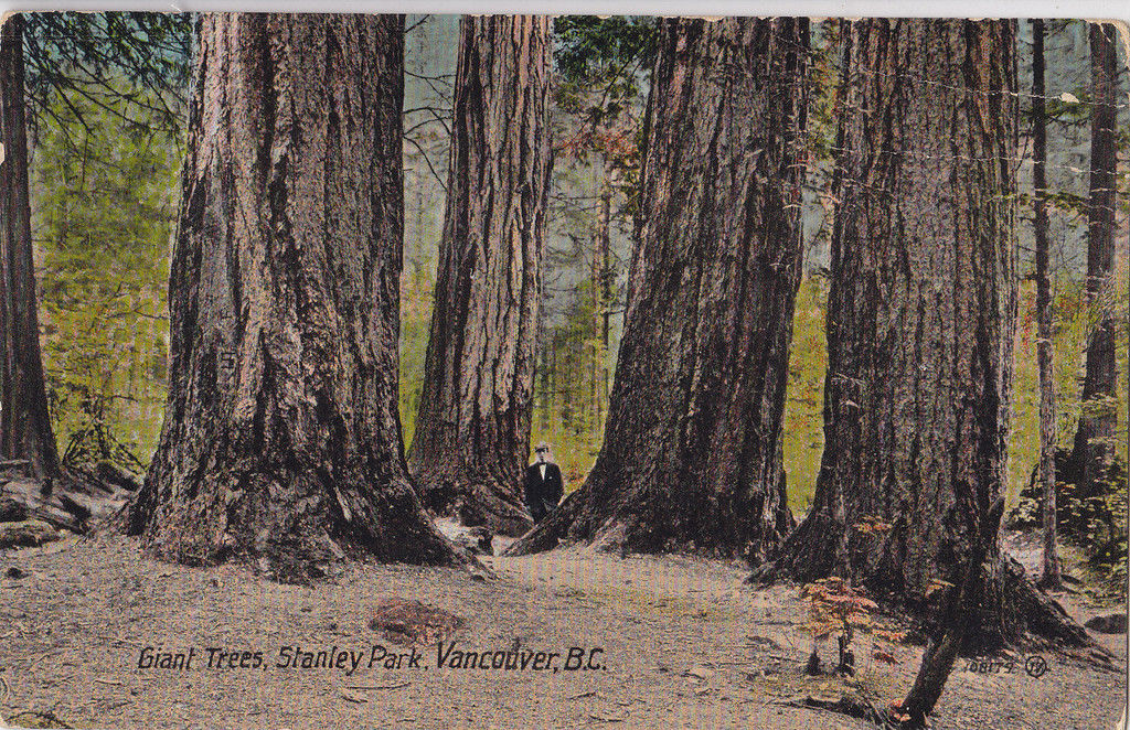 Giant trees Stanley Park, Vancouver, BC. 1916.