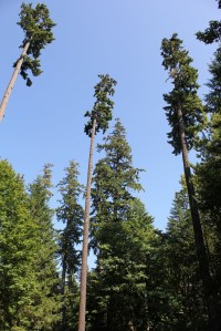 Rockport State Park today contains some Douglas fir trees which loom 250 to 300 feet tall on a 670 acre site: http://trainingwheelsnotincluded.blogspot.com/2011/11/rockport-state-park-washington.html