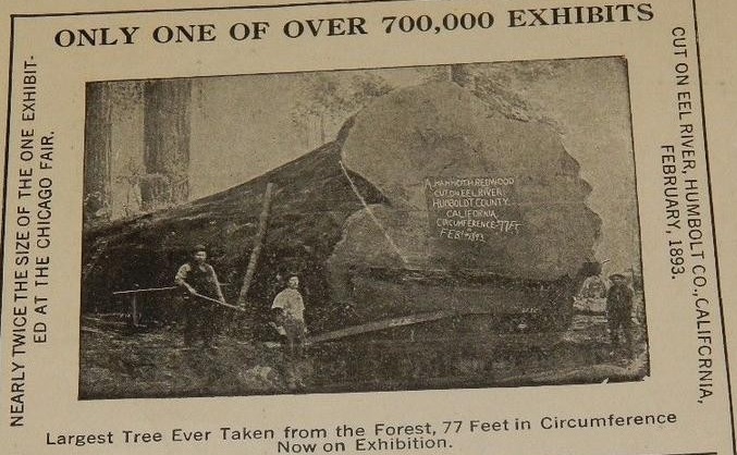 Largest redwood 1893