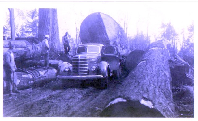 Another Old Growth fir from Bordeaux, WA 1938.