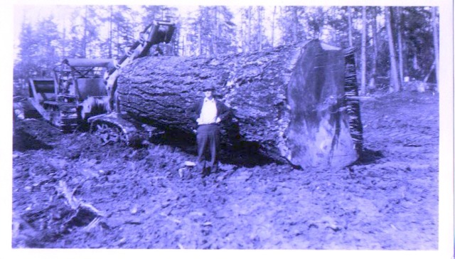 Old Growth fir log near Cedar Creek, Fuzzy Top Mt. Black Hills, Wa. 1938