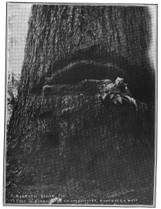 Pacific Monthly, Volumes 12-13, 1904 pg. 91 [13 ft diameter fir near Anacortes, Washington]
