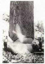 Same tree as in P15461. On left is Loren Estep and on right is John McDermott. ca. 1930's.
