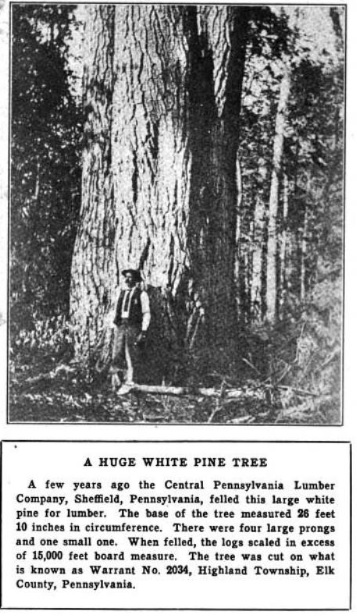 American Forestry, Volume 27 no. 325, Jan. 1921 pg 99